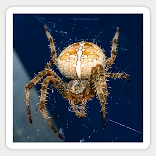 Spider Sticker